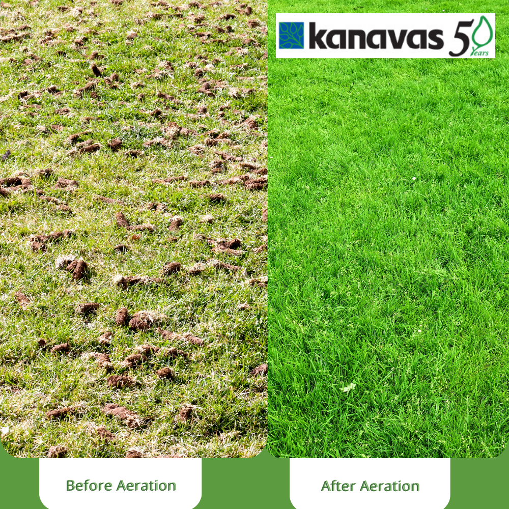 Kanavas Before And After Aeration