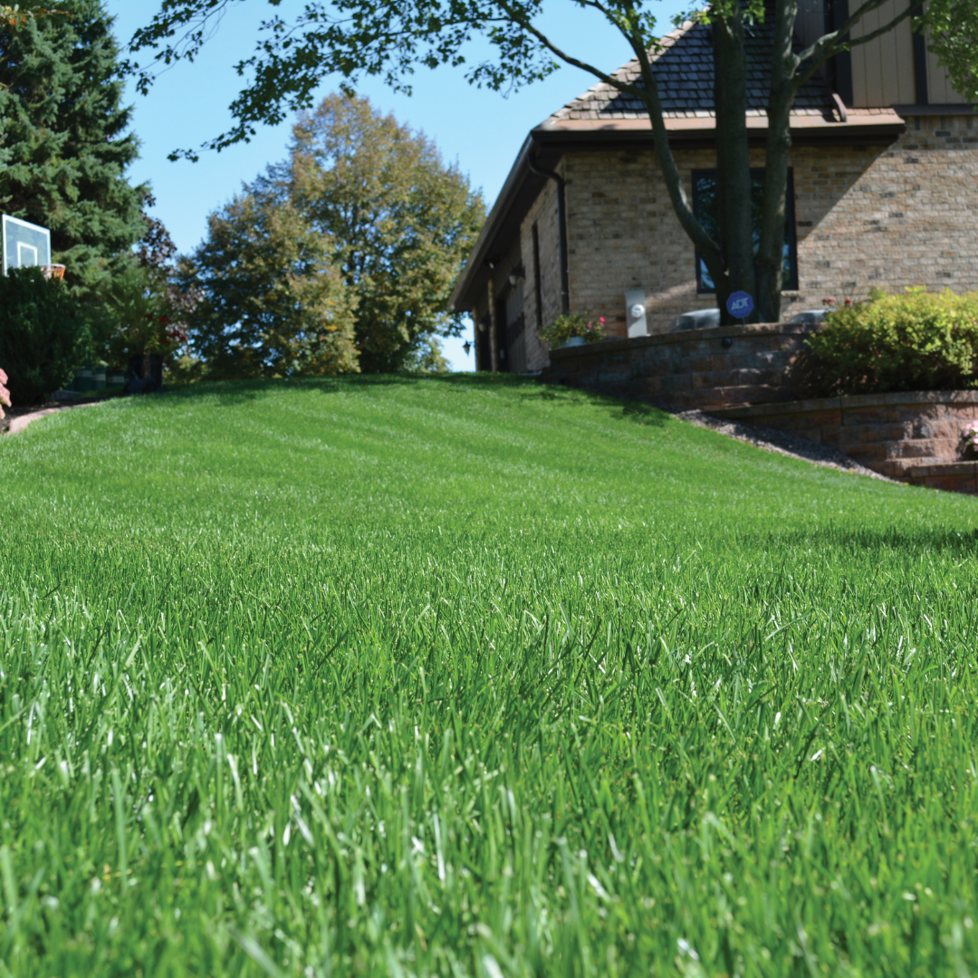 Close up of grass-Kanavas Lawns